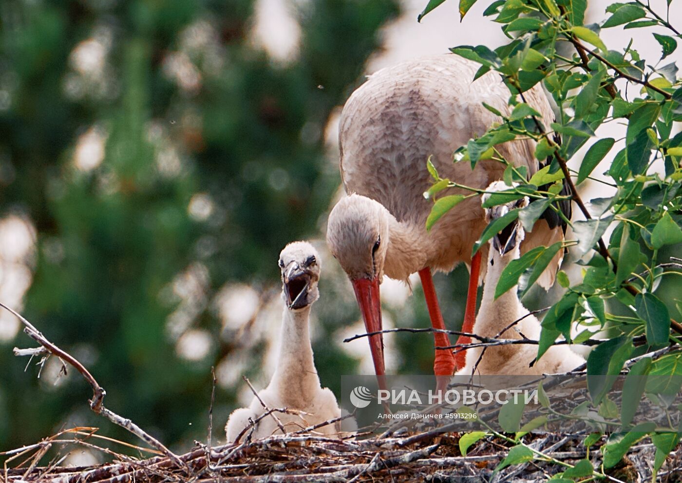 Аисты в Ленинградской области