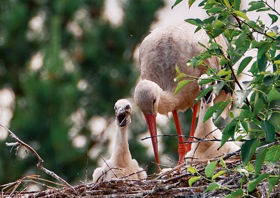 Аисты в Ленинградской области