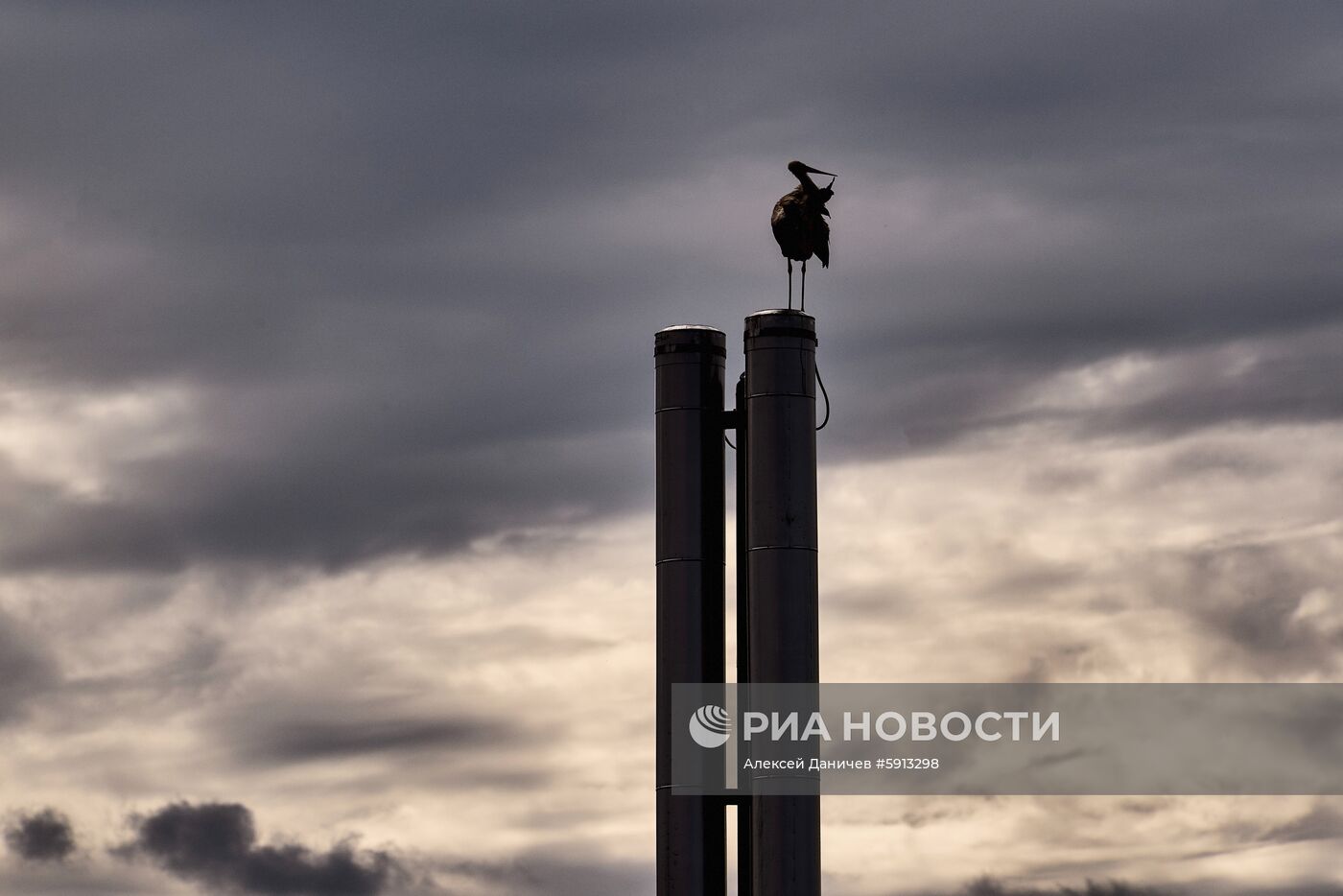 Аисты в Ленинградской области