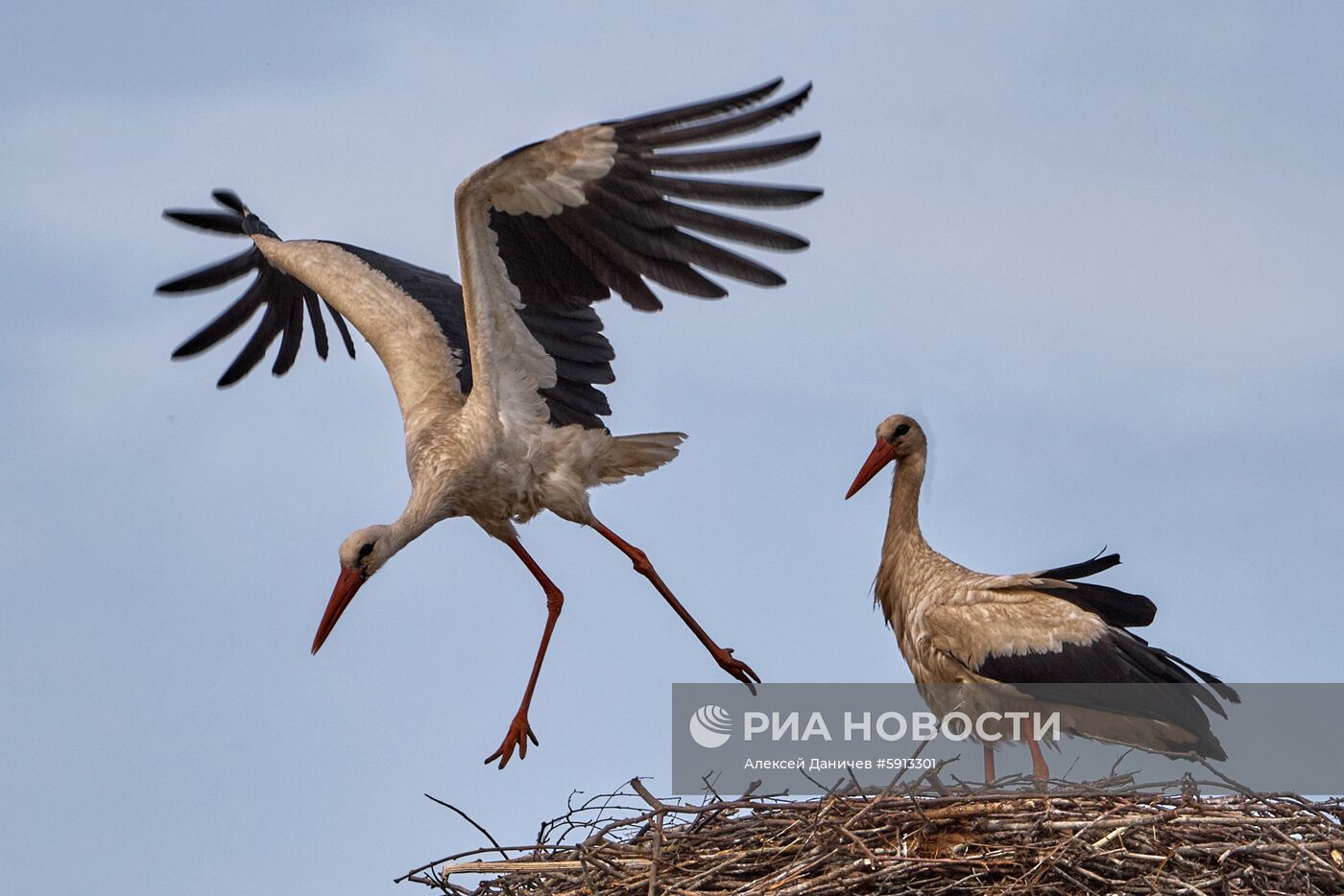 Аисты в Ленинградской области