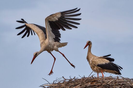 Аисты в Ленинградской области