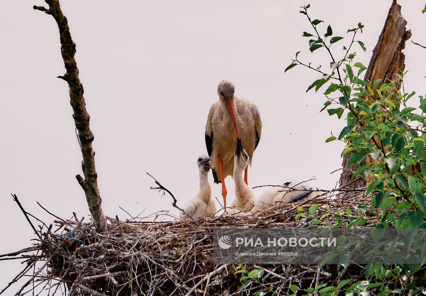 Аисты в Ленинградской области