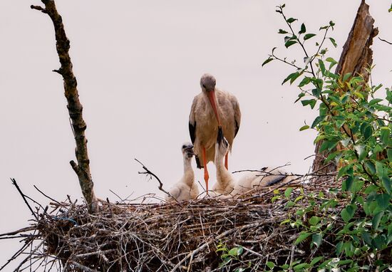 Аисты в Ленинградской области