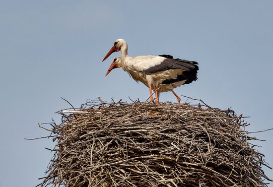 Аисты в Ленинградской области