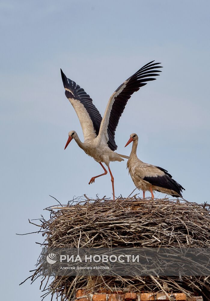 Аисты в Ленинградской области