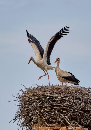 Аисты в Ленинградской области