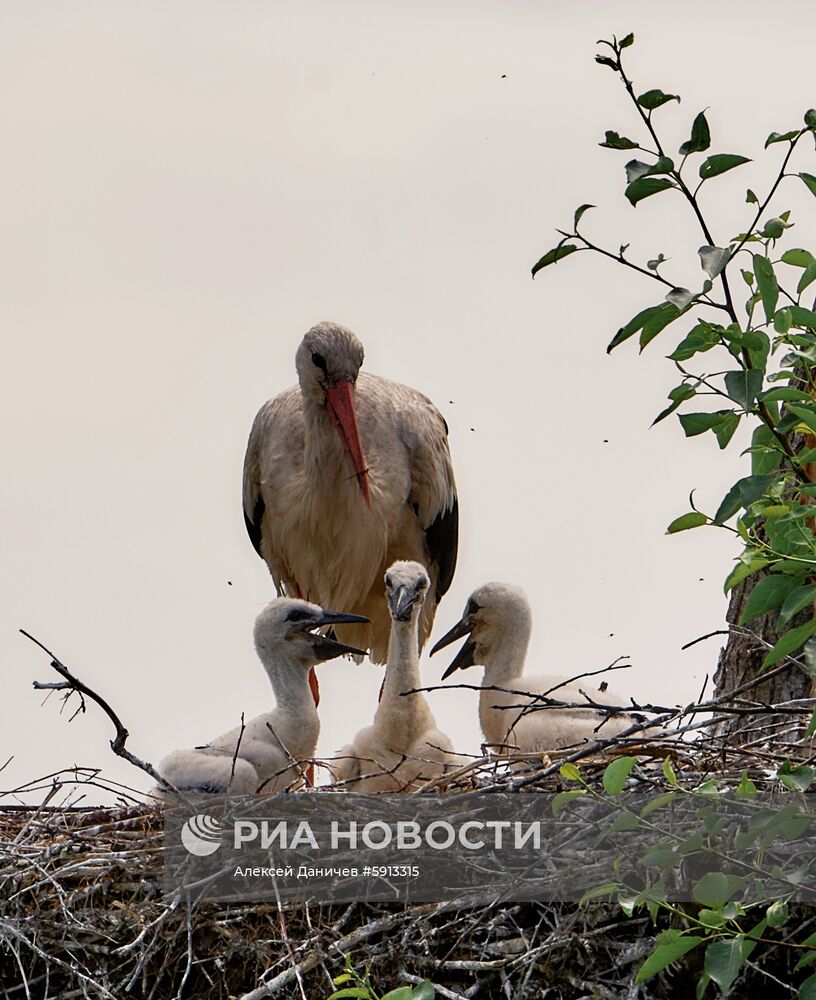 Аисты в Ленинградской области
