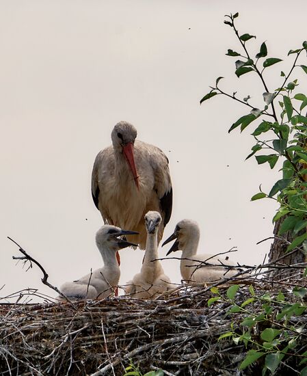 Аисты в Ленинградской области