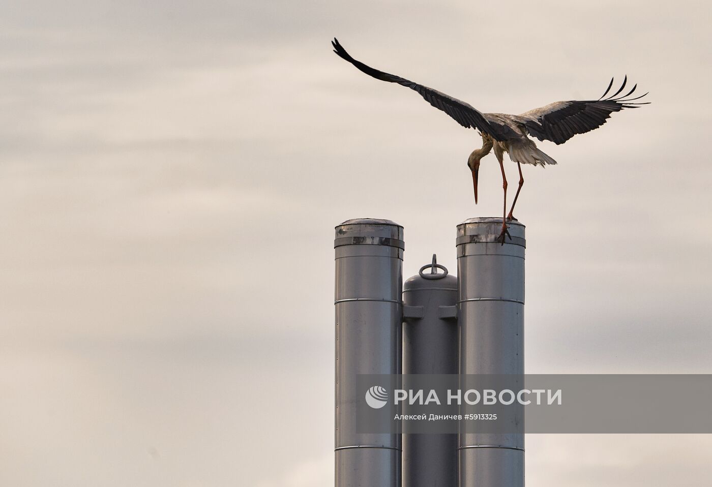 Аисты в Ленинградской области