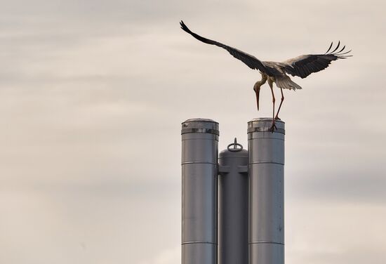 Аисты в Ленинградской области
