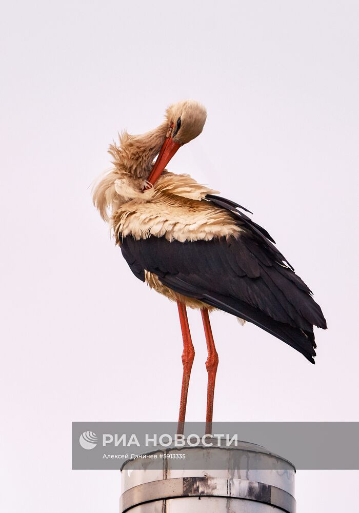 Аисты в Ленинградской области