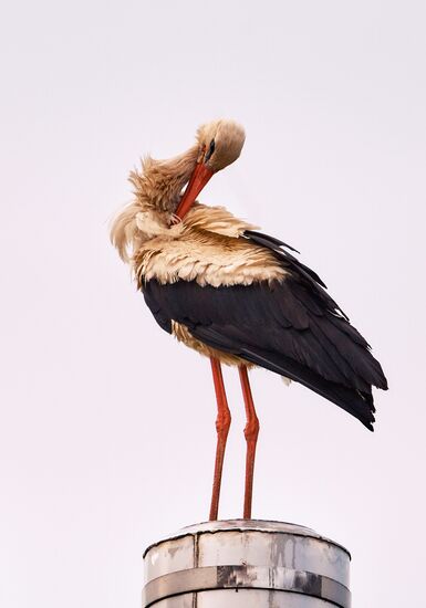 Аисты в Ленинградской области