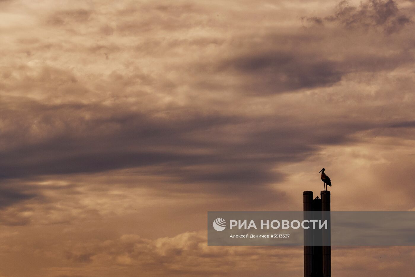 Аисты в Ленинградской области
