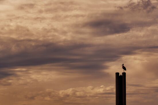 Аисты в Ленинградской области