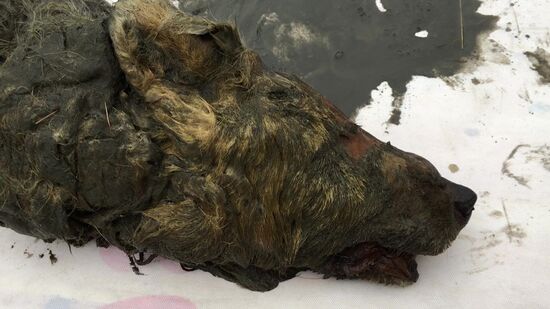 В Якутии нашли голову волка, жившего 40 тысяч лет назад