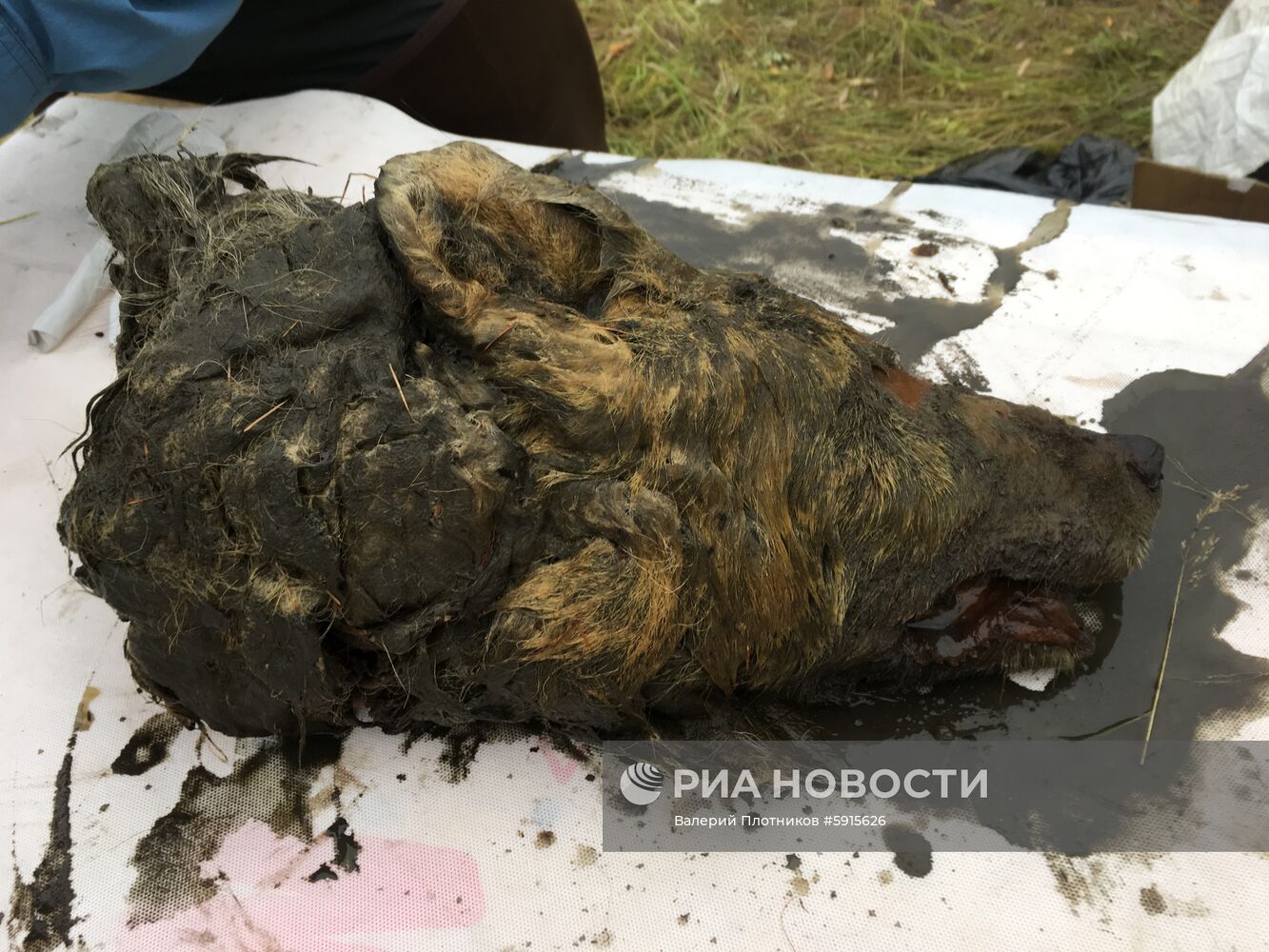 В Якутии нашли голову волка, жившего 40 тысяч лет назад