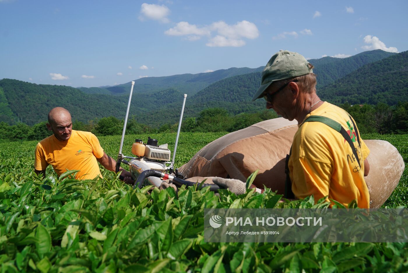 Сбор чая в Сочи