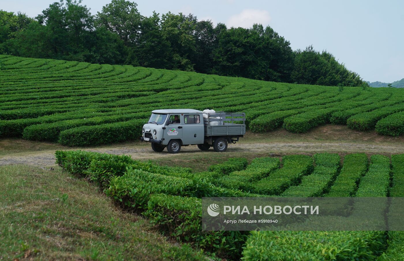 Сбор чая в Сочи