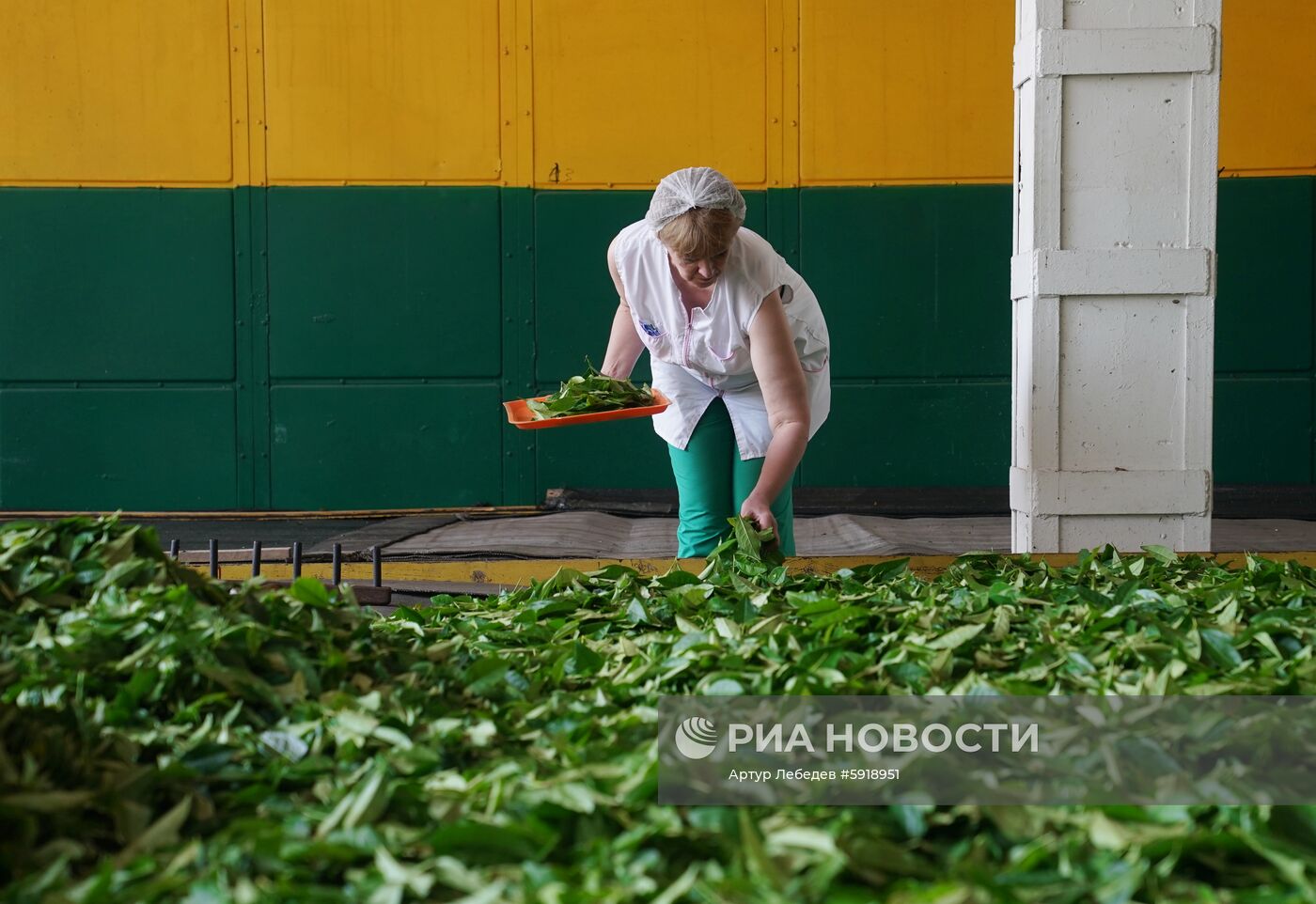 Сбор чая в Сочи