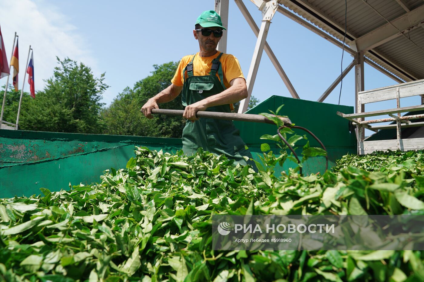 Сбор чая в Сочи