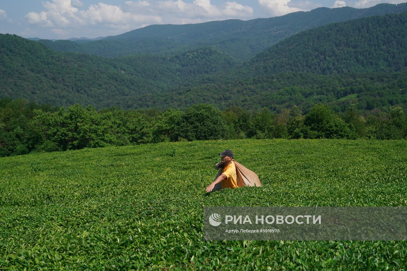 Сбор чая в Сочи