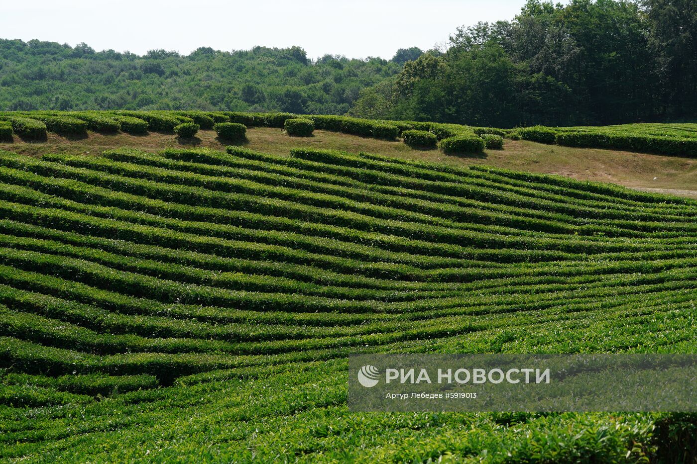 Сбор чая в Сочи