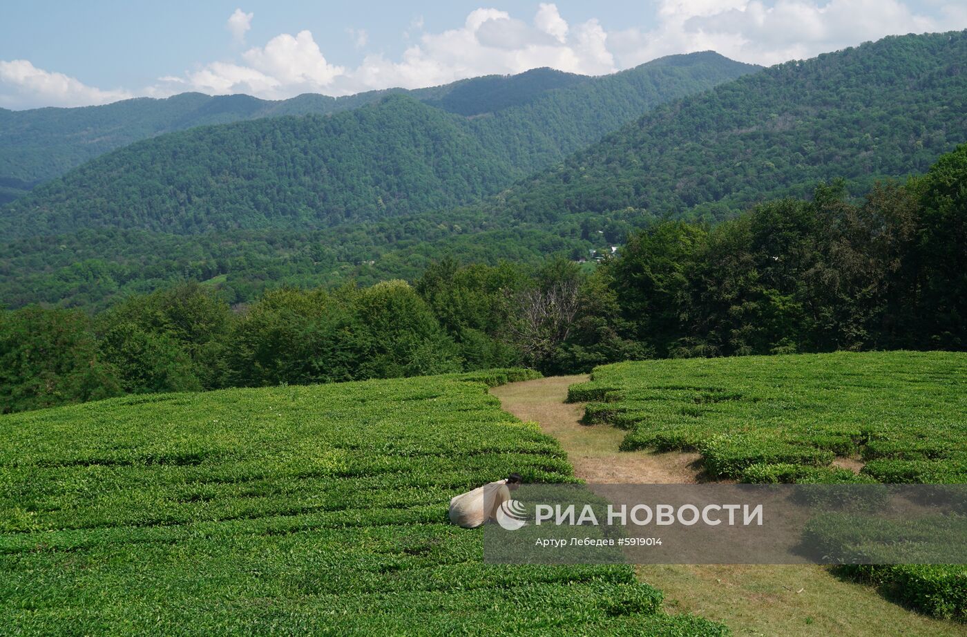 Сбор чая в Сочи