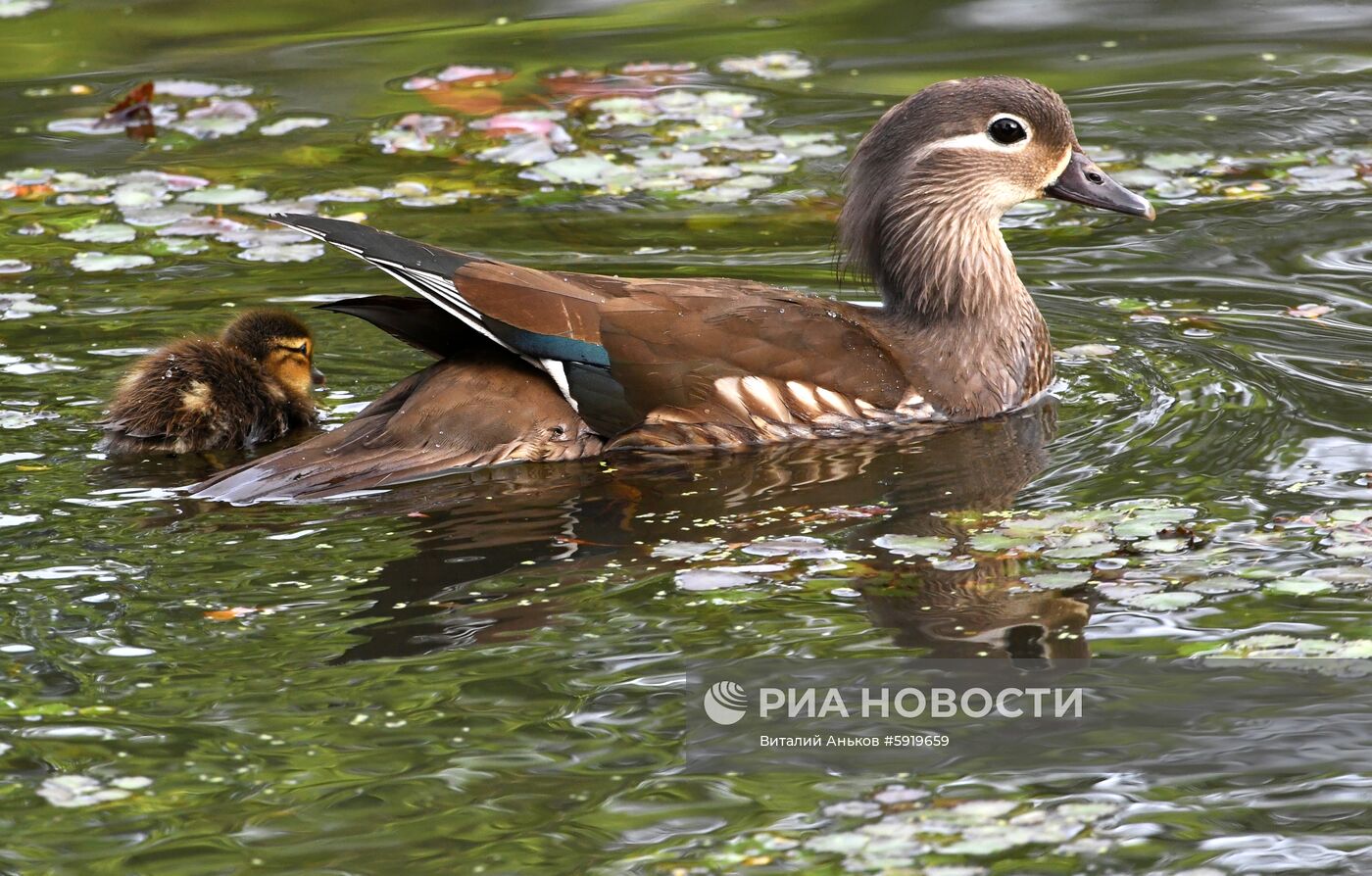 Утки-мандаринки в пригороде Владивостока
