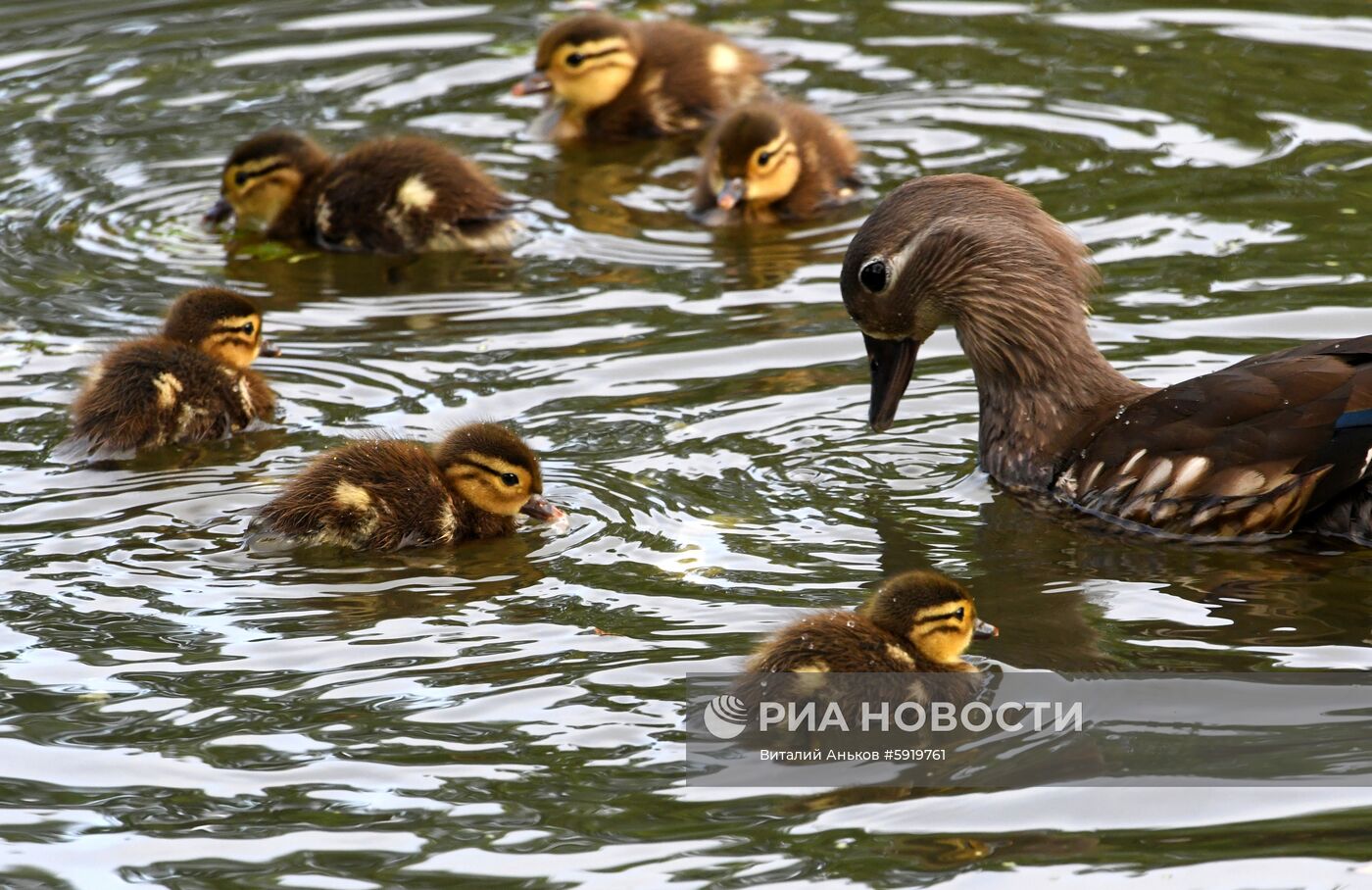 Утки-мандаринки в пригороде Владивостока