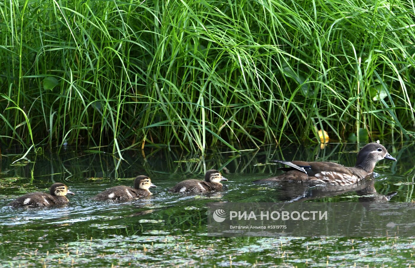 Утки-мандаринки в пригороде Владивостока