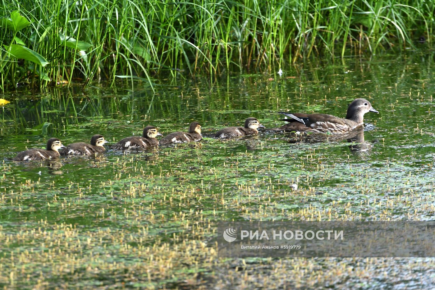 Утки-мандаринки в пригороде Владивостока
