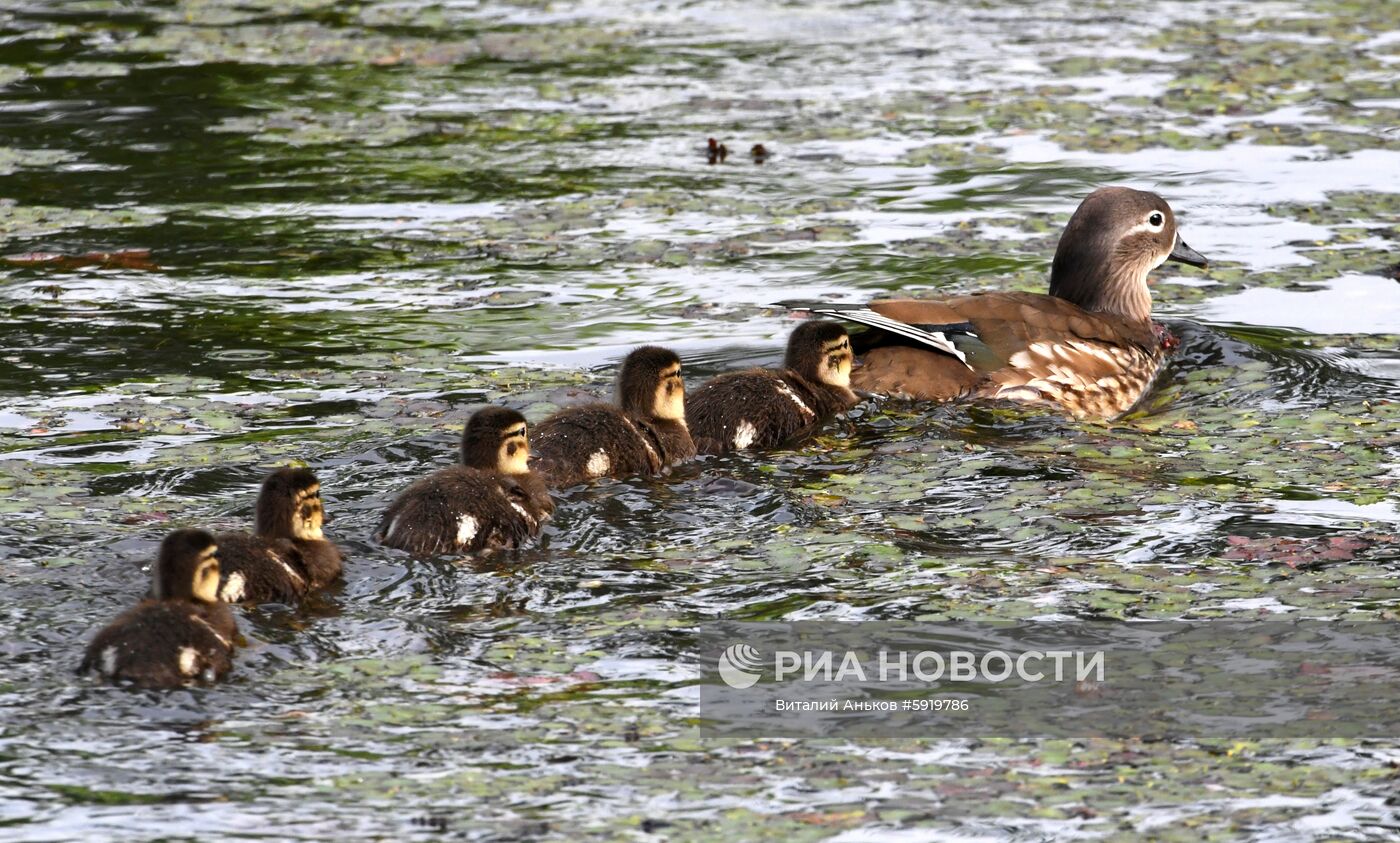 Утки-мандаринки в пригороде Владивостока