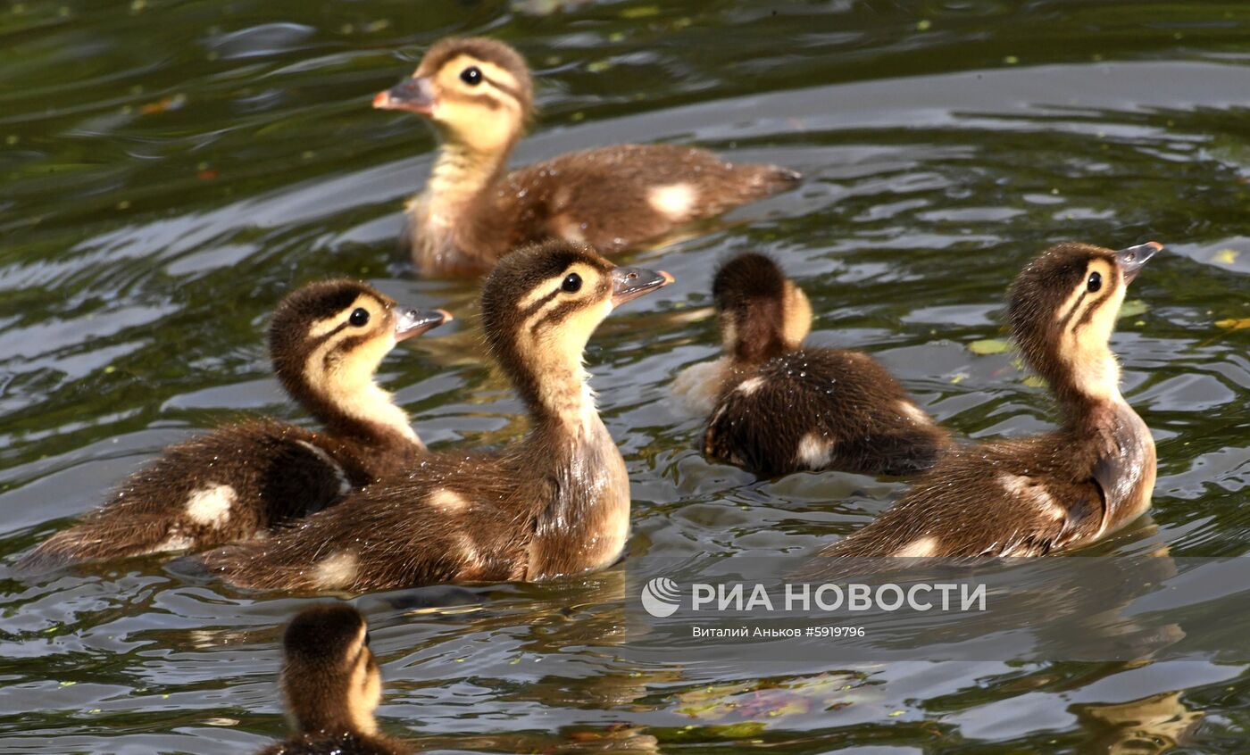 Утки-мандаринки в пригороде Владивостока