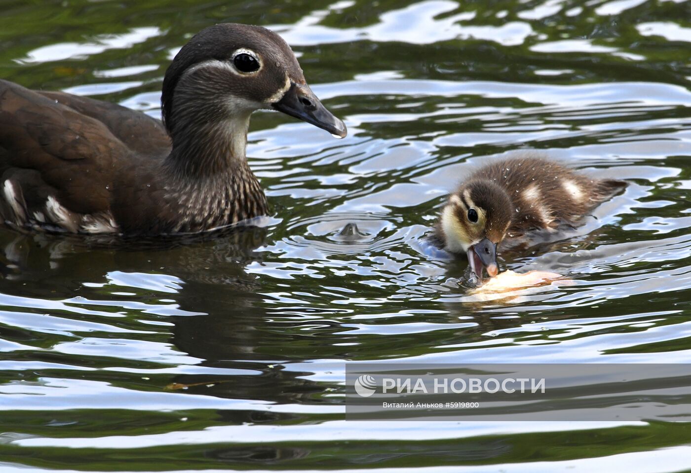 Утки-мандаринки в пригороде Владивостока