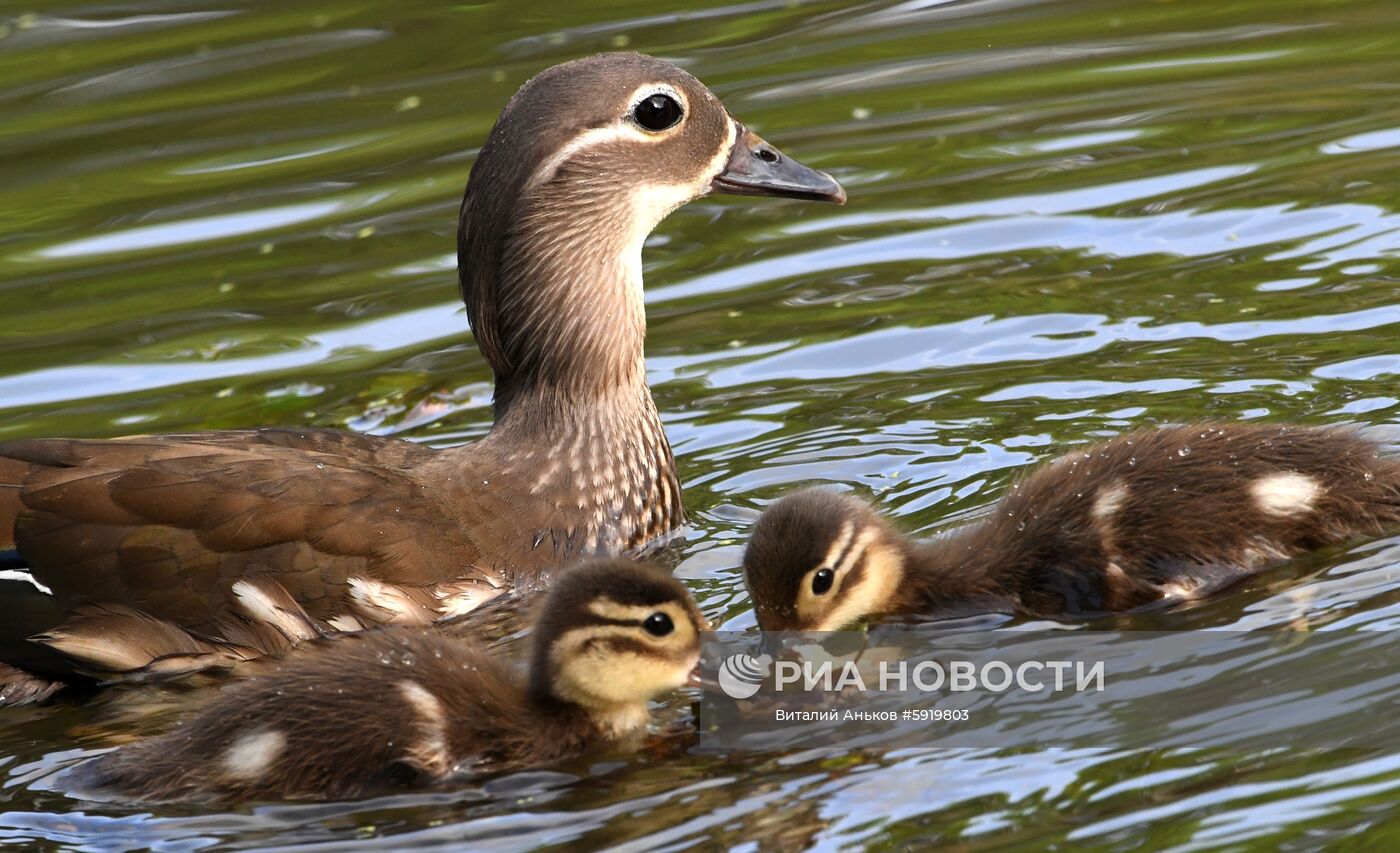 Утки-мандаринки в пригороде Владивостока