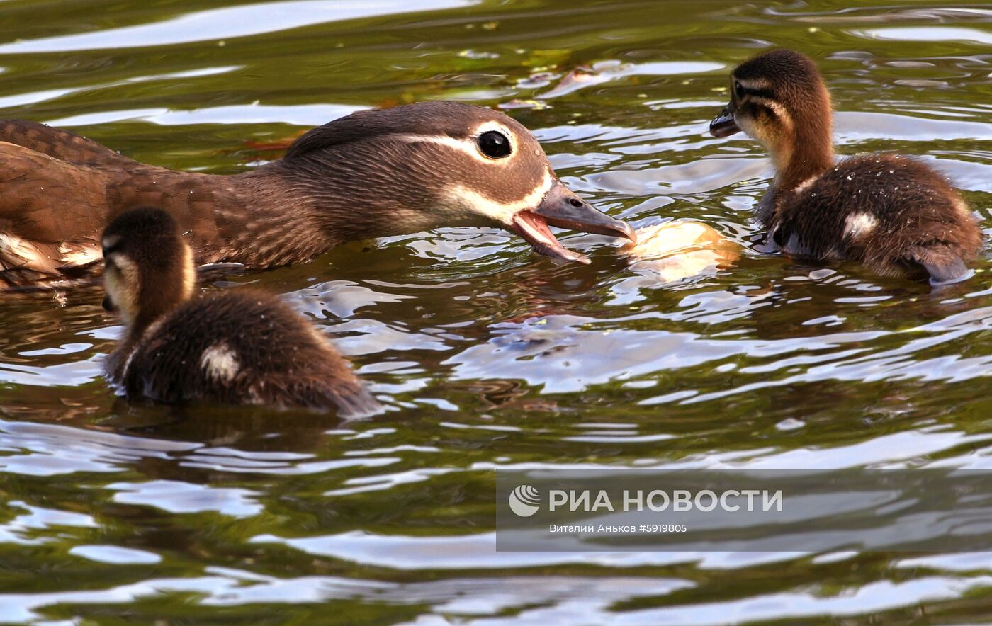 Утки-мандаринки в пригороде Владивостока