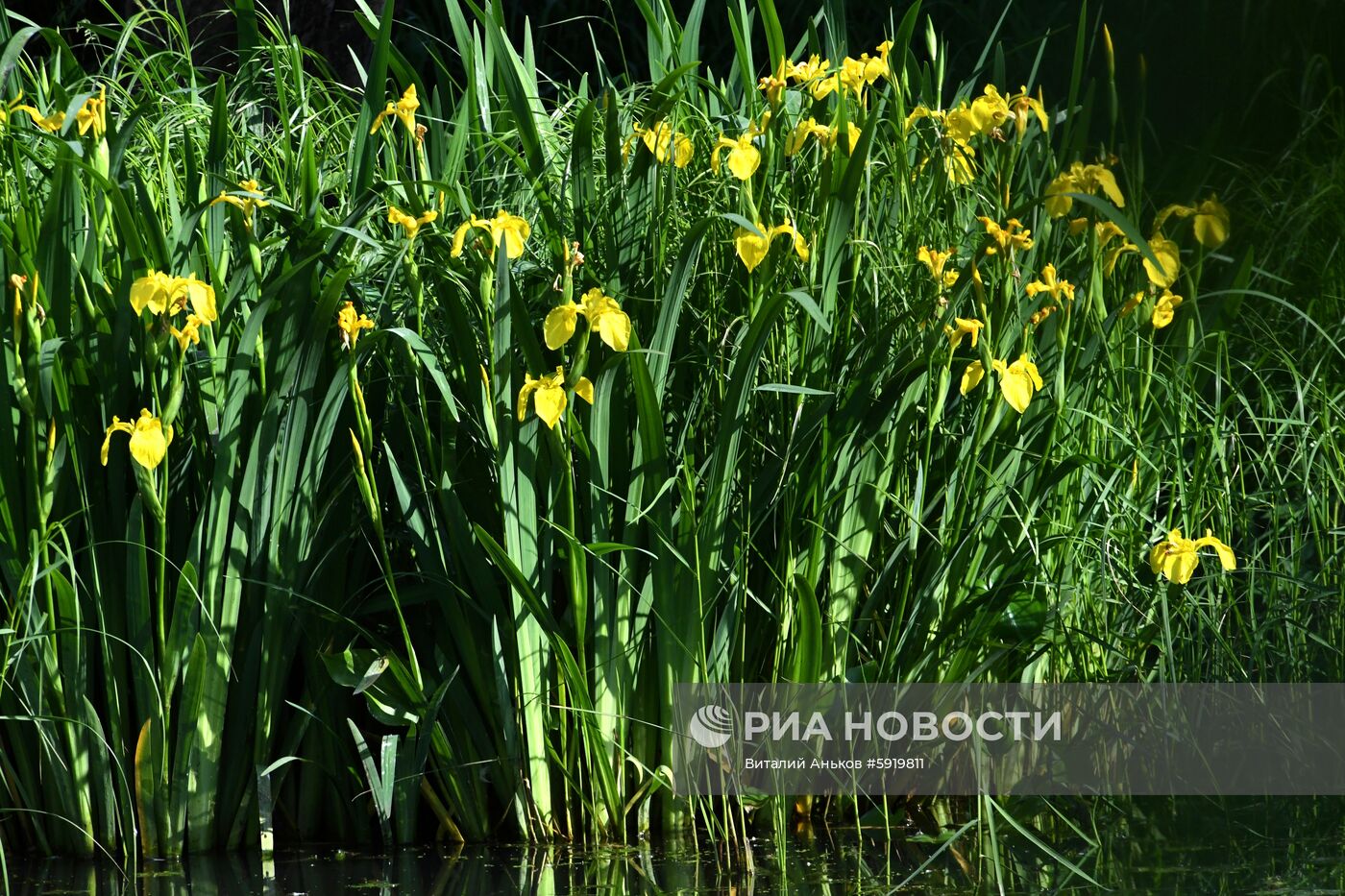 Утки-мандаринки в пригороде Владивостока