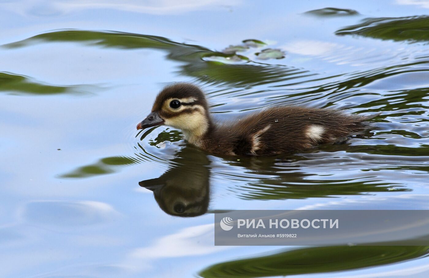 Утки-мандаринки в пригороде Владивостока