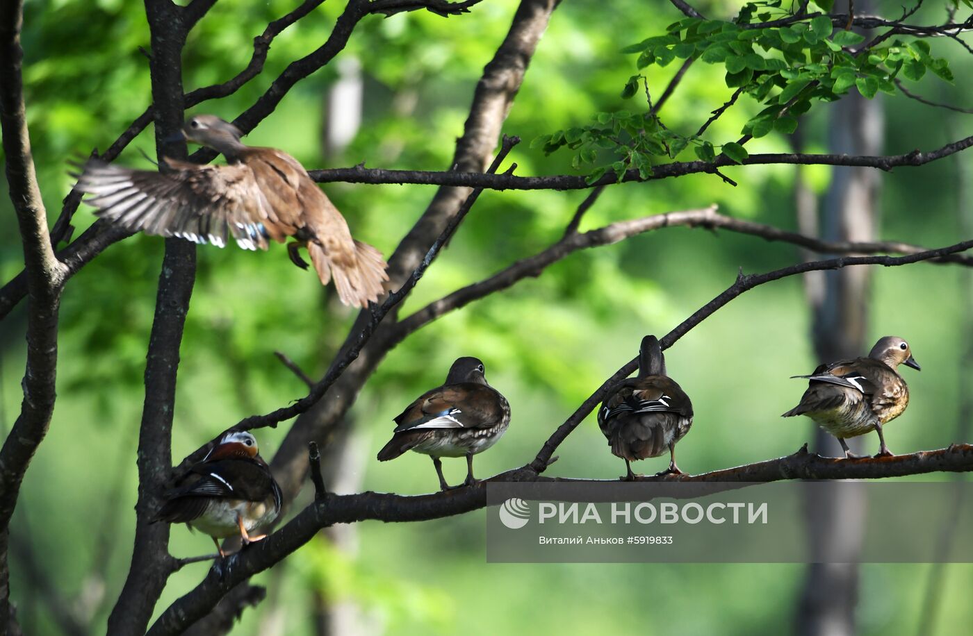 Утки-мандаринки в пригороде Владивостока