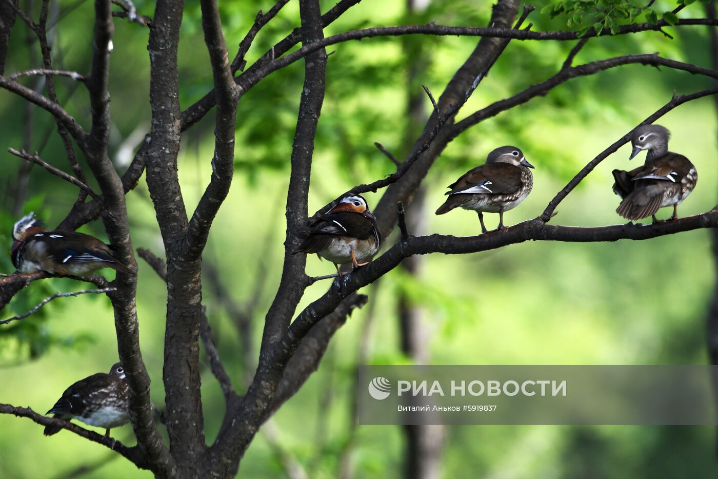 Утки-мандаринки в пригороде Владивостока