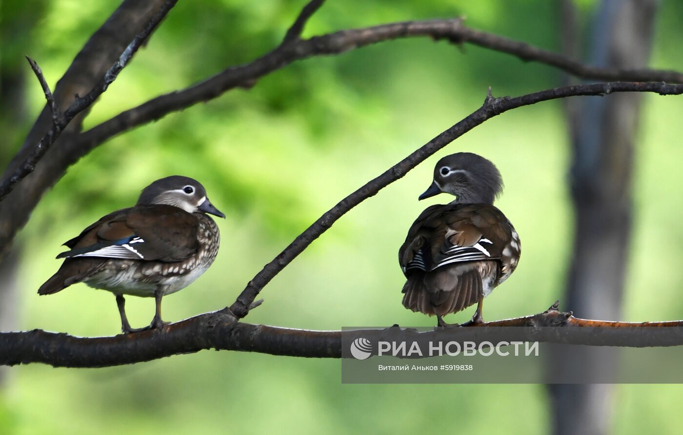 Утки-мандаринки в пригороде Владивостока