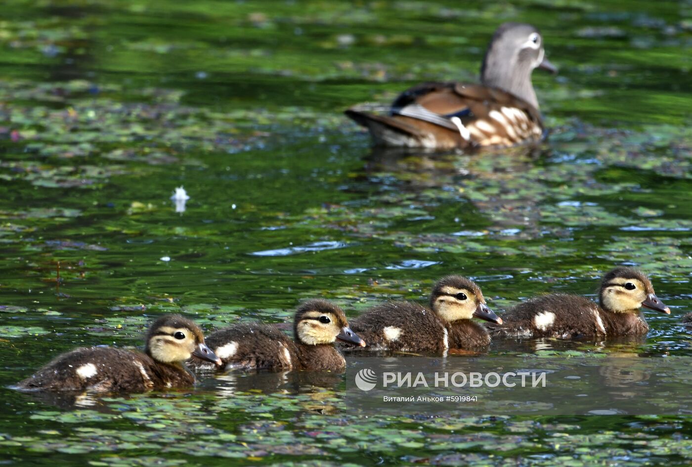 Утки-мандаринки в пригороде Владивостока