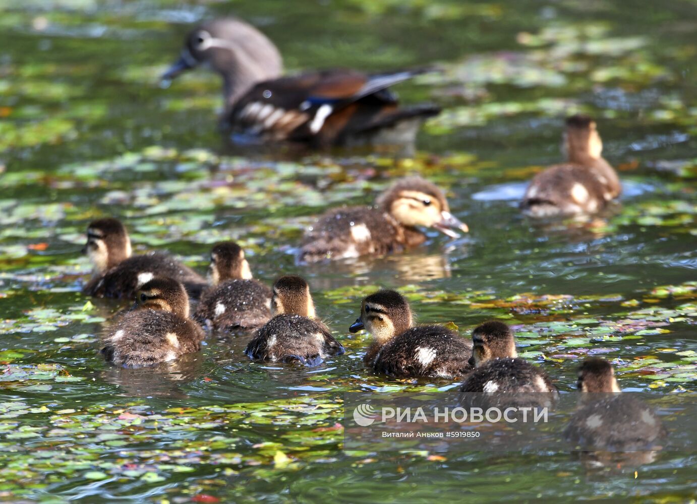 Утки-мандаринки в пригороде Владивостока