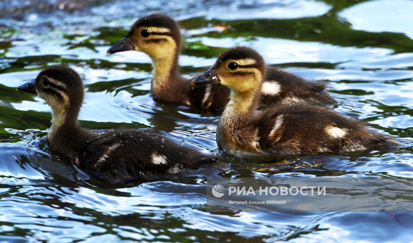 Утки-мандаринки в пригороде Владивостока