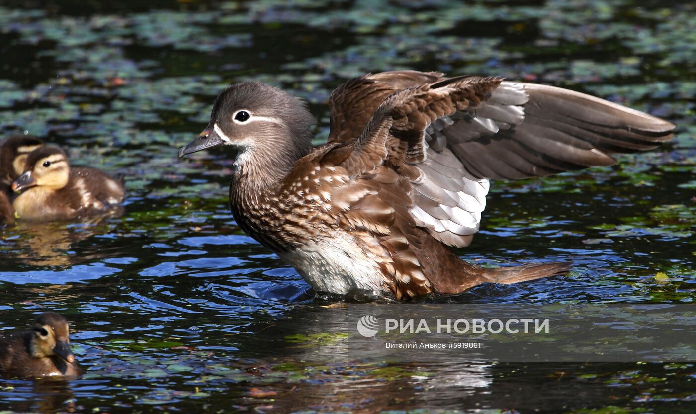 Утки-мандаринки в пригороде Владивостока
