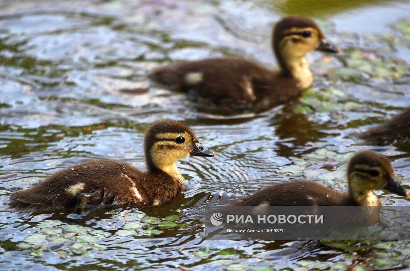 Утки-мандаринки в пригороде Владивостока