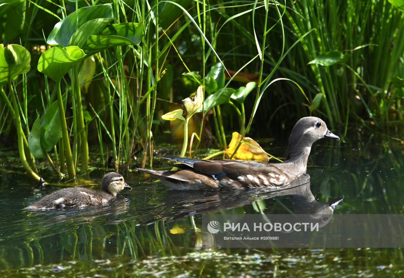 Утки-мандаринки в пригороде Владивостока