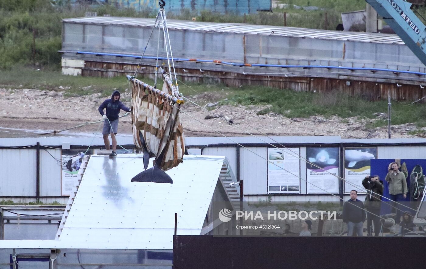 Косаток из "китовой тюрьмы" начали перегружать в машины для выпуска