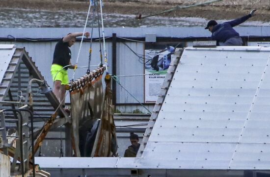 Косаток из "китовой тюрьмы" начали перегружать в машины для выпуска