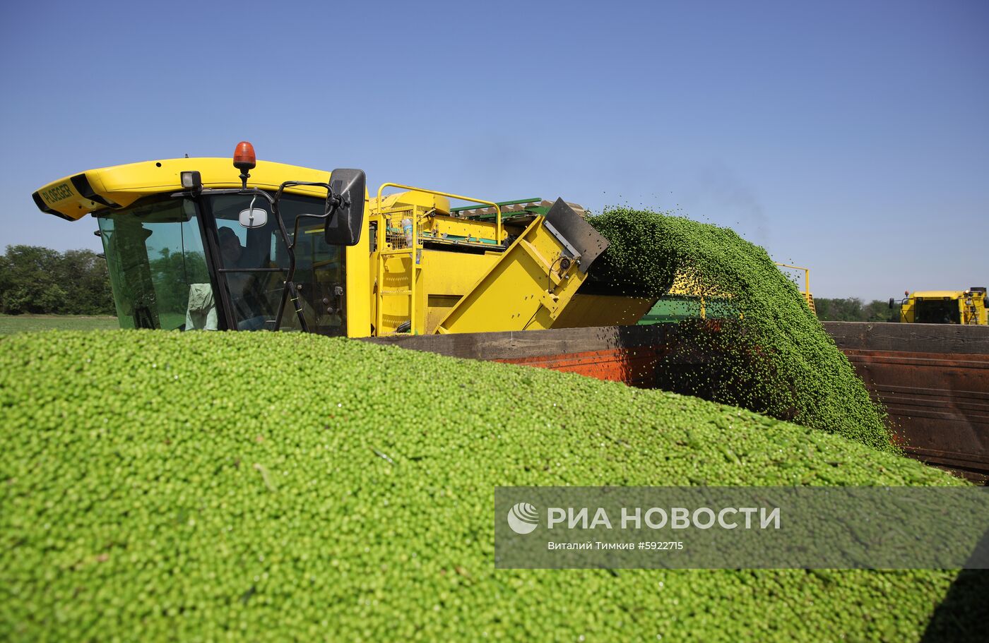 Производство горошка на предприятии "Бондюэль-Кубань"